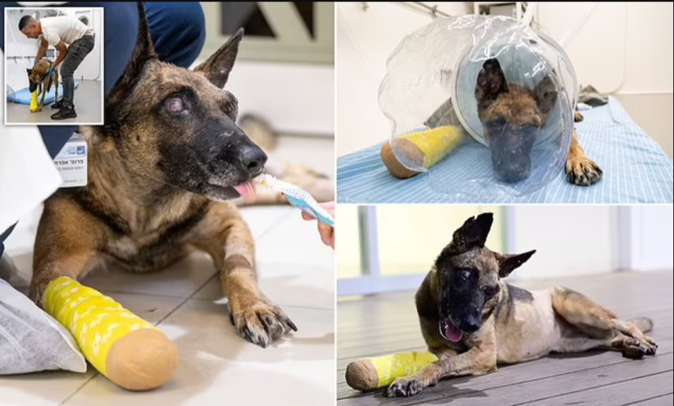gaza dog saved with-hbot